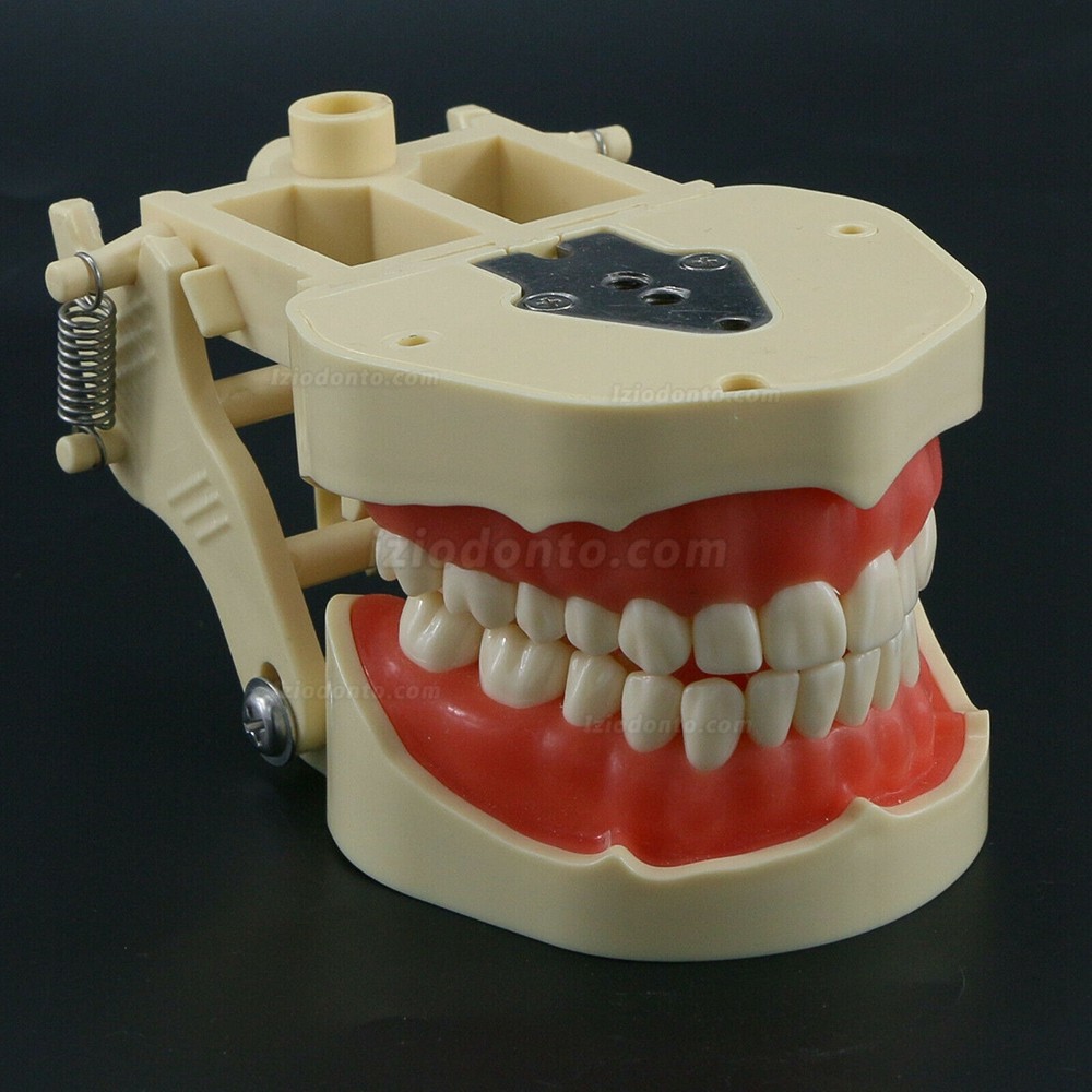 Restaurador Dentário Typodont Modelo 28/32 M8013 / M8014-2 Compatível com Frasaco ANA-4 / AG3